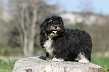 LHASSA APSO 014